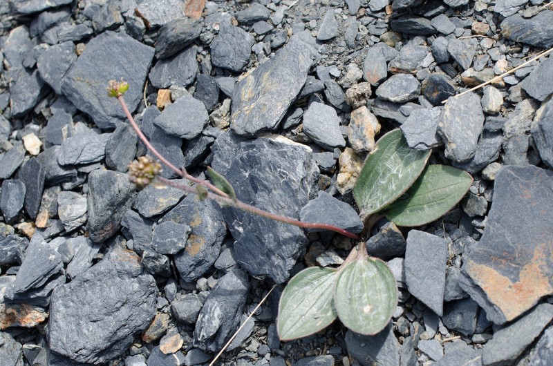 Ranunculus parnassifolius subsp. heterocarpus photo 4