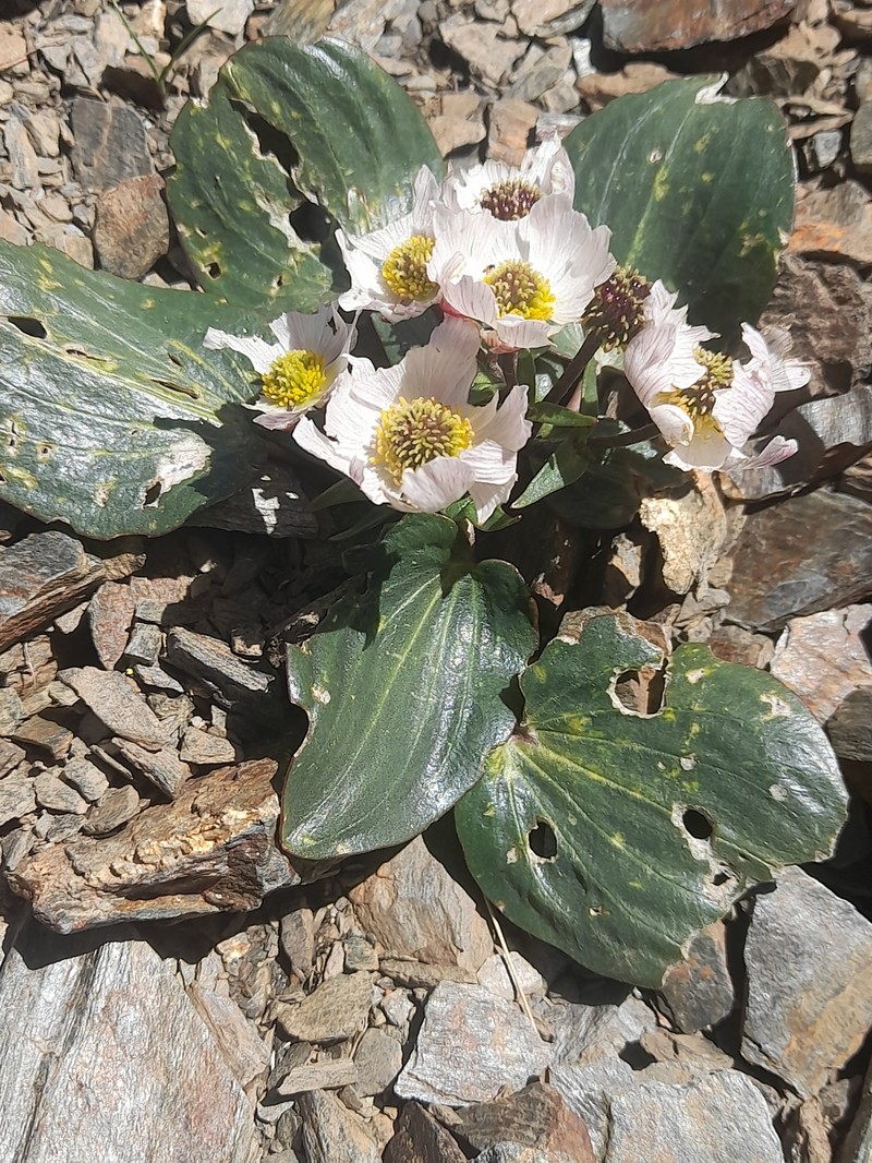 Ranunculus parnassifolius subsp. parnassifolius