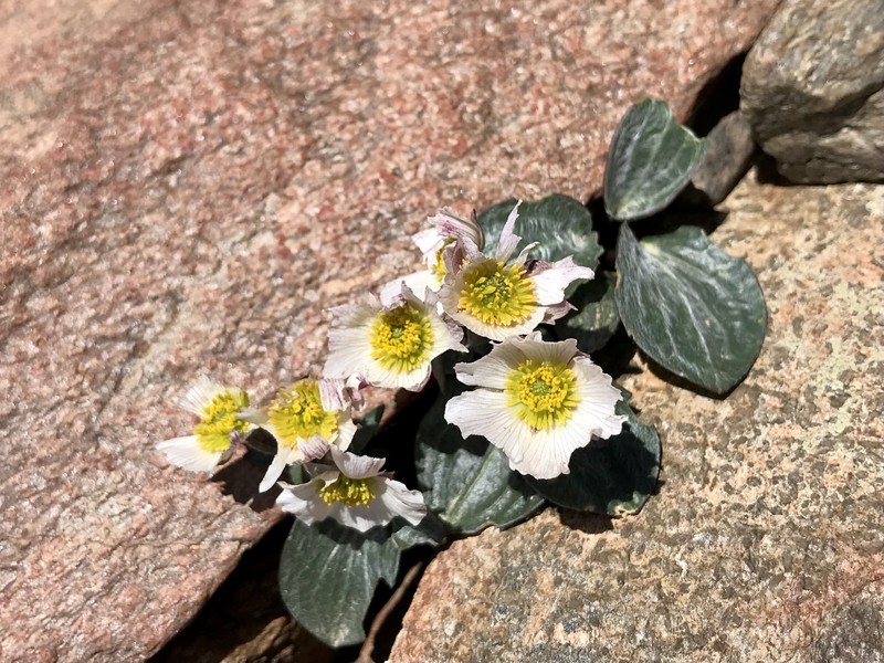 Ranunculus parnassifolius subsp. parnassifolius photo 2