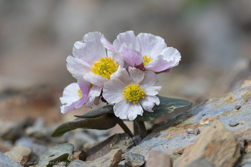 Ranunculus parnassifolius subsp. parnassifolius photo 3