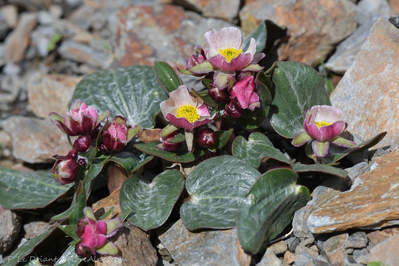 Ranunculus parnassifolius subsp. parnassifolius photo 4