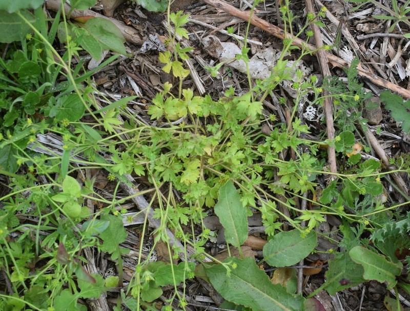 Smallflower Buttercup photo 2