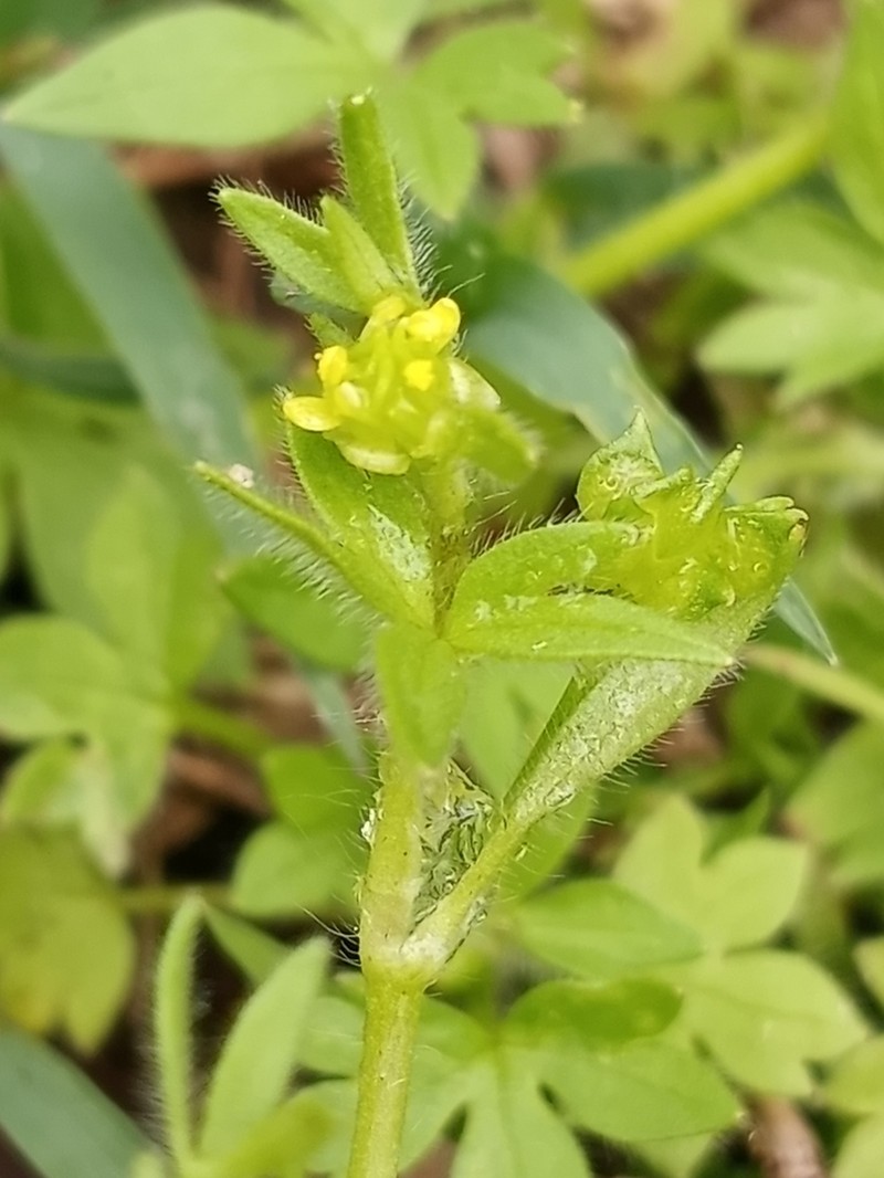 Smallflower Buttercup photo 4