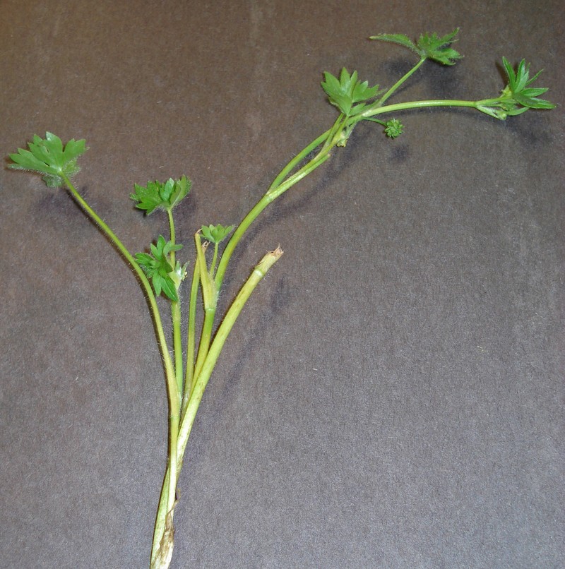 Smallflower Buttercup photo 6