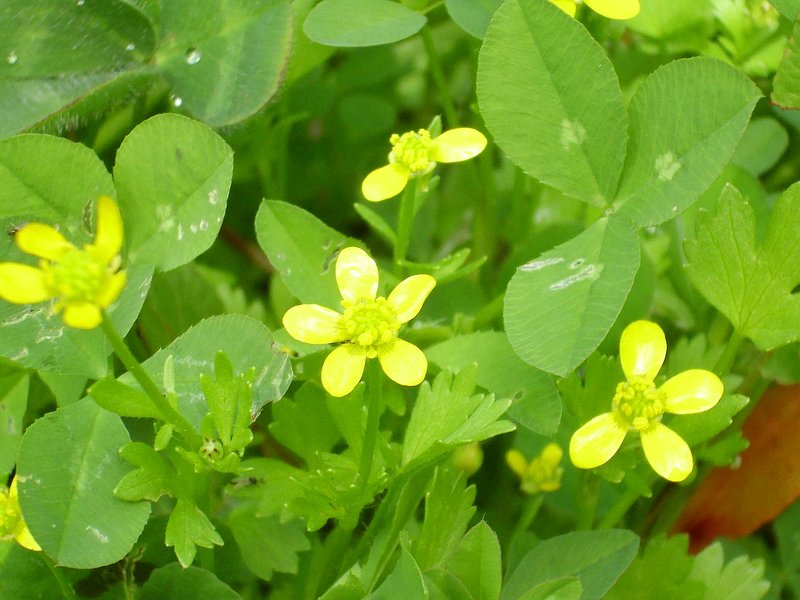 Smallflower Buttercup