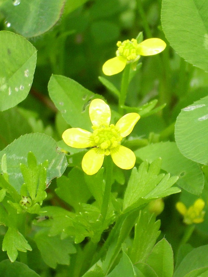 Smallflower Buttercup photo 6