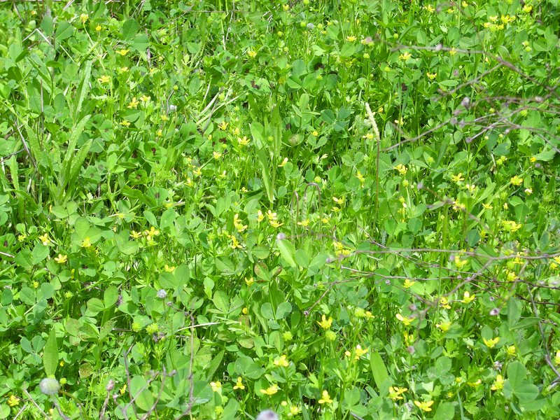 Smallflower Buttercup photo 7