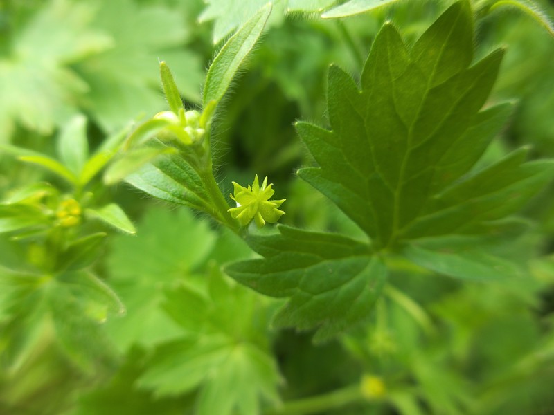 Smallflower Buttercup photo 4