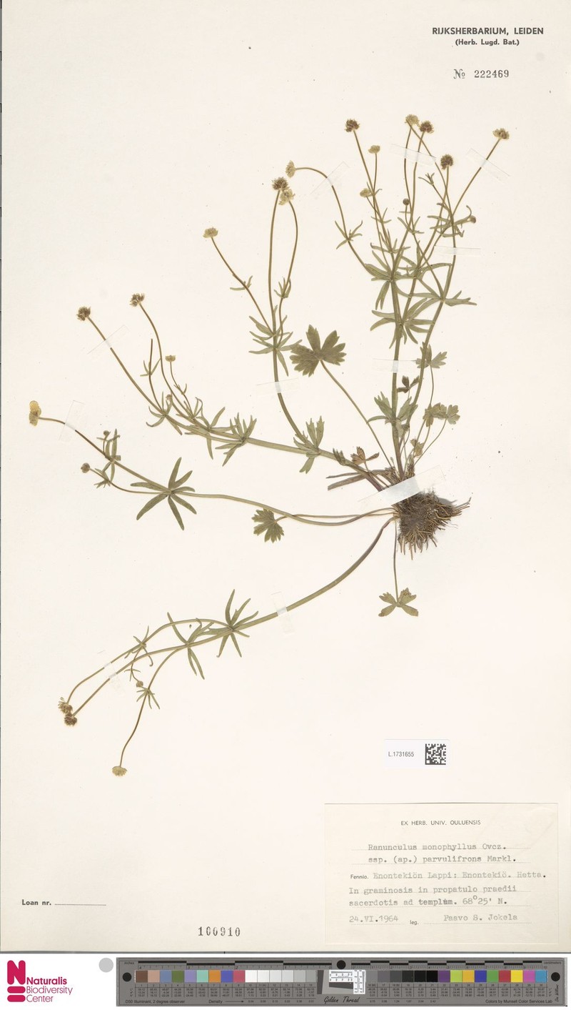Ranunculus parvulifrons