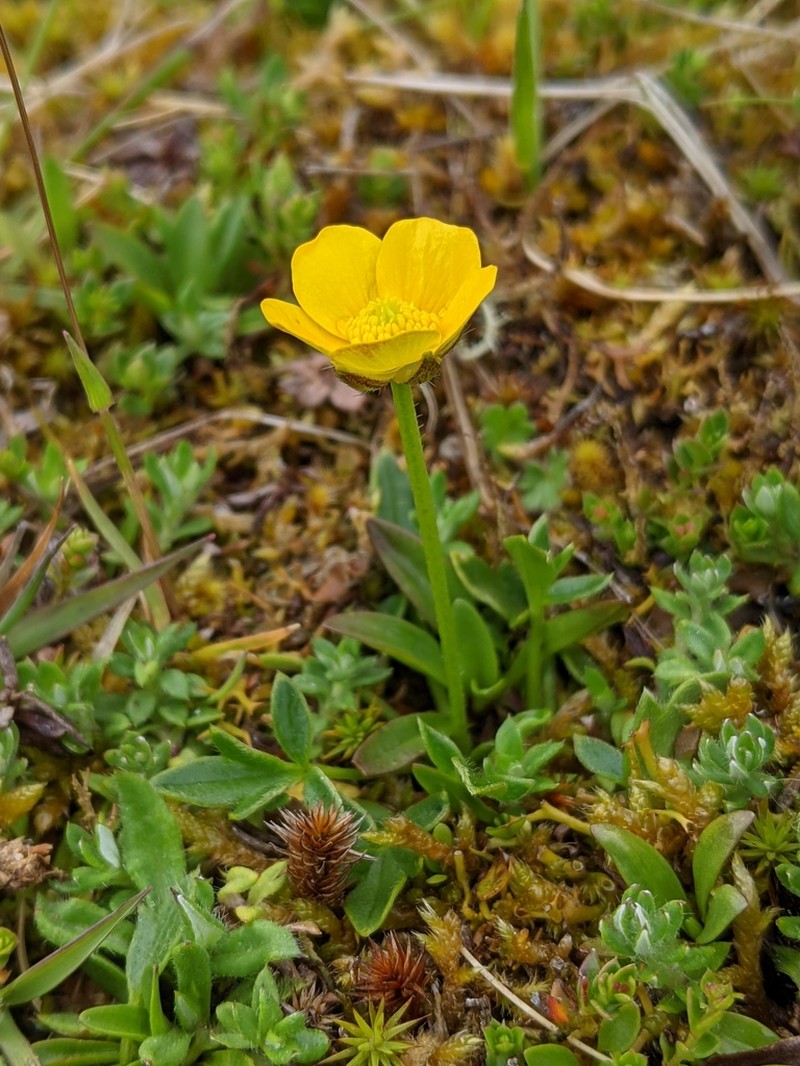 Ranunculus pascuinus
