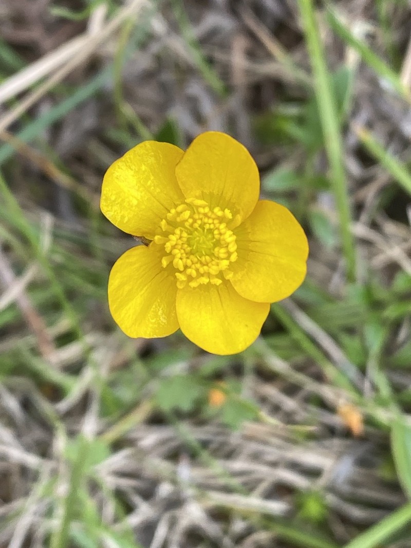 Ranunculus pascuinus photo 2