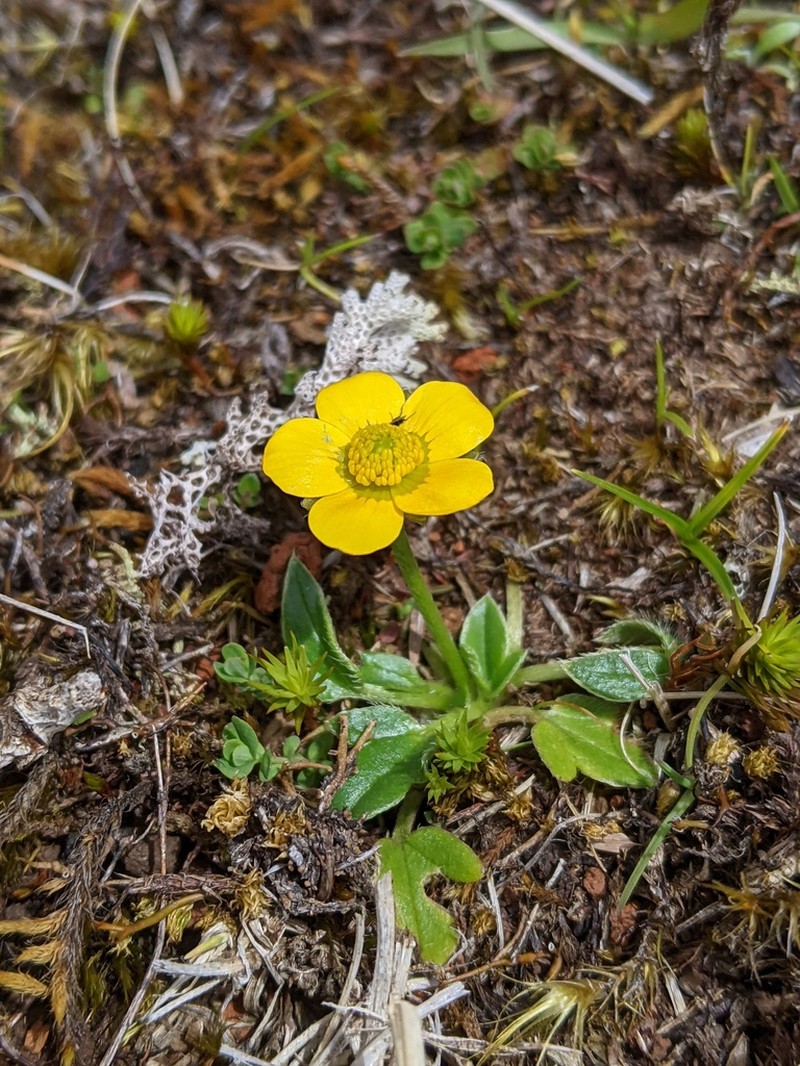 Ranunculus pascuinus photo 3