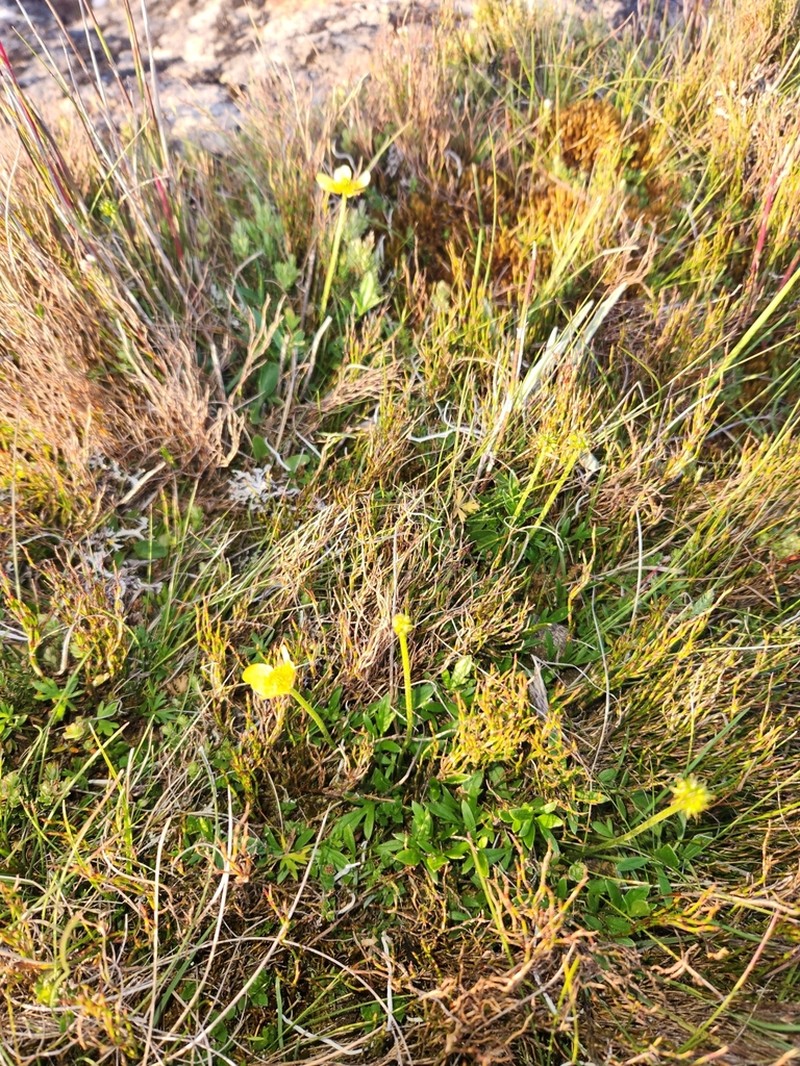 Ranunculus pascuinus photo 4