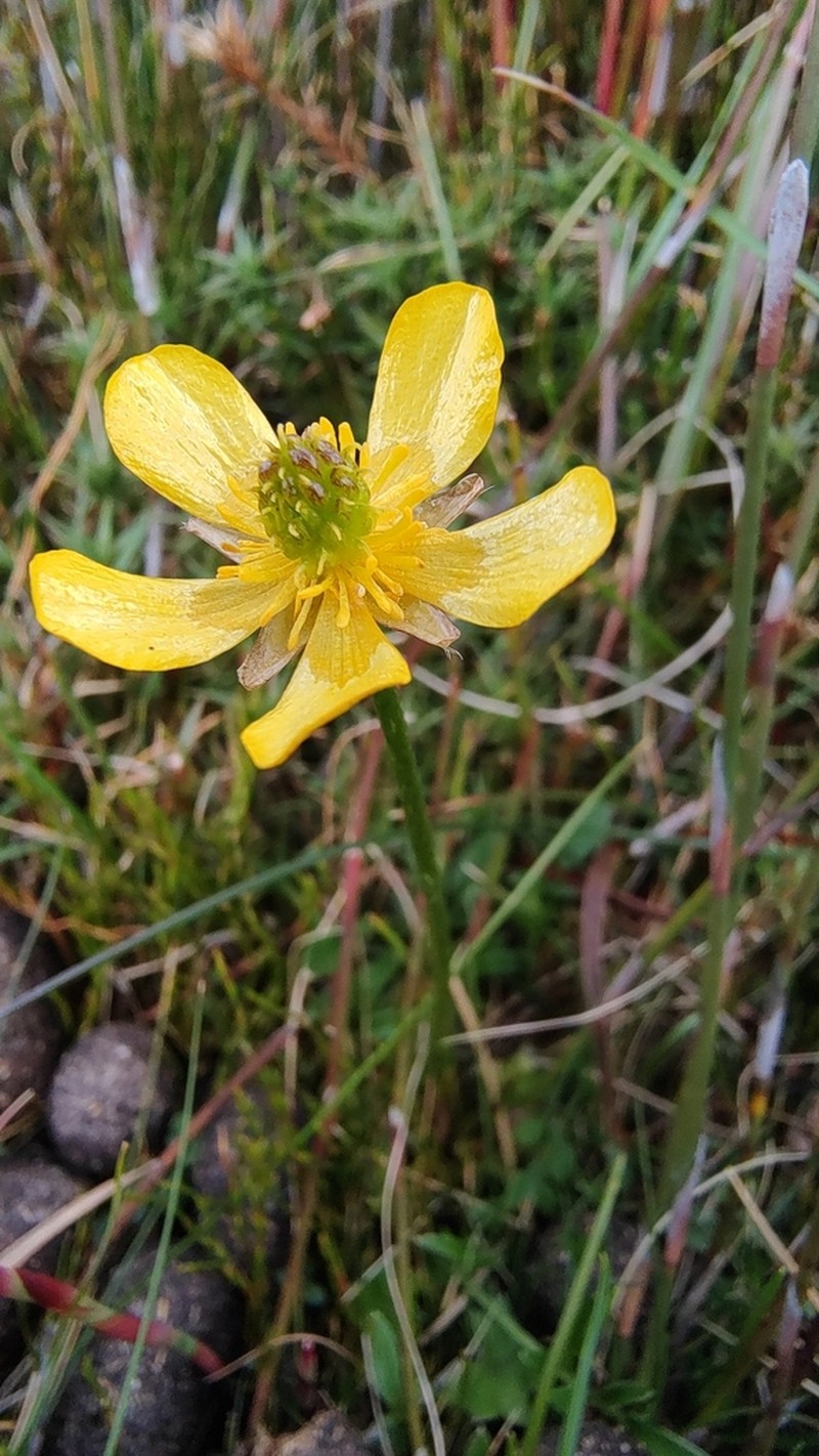 Ranunculus pascuinus photo 5