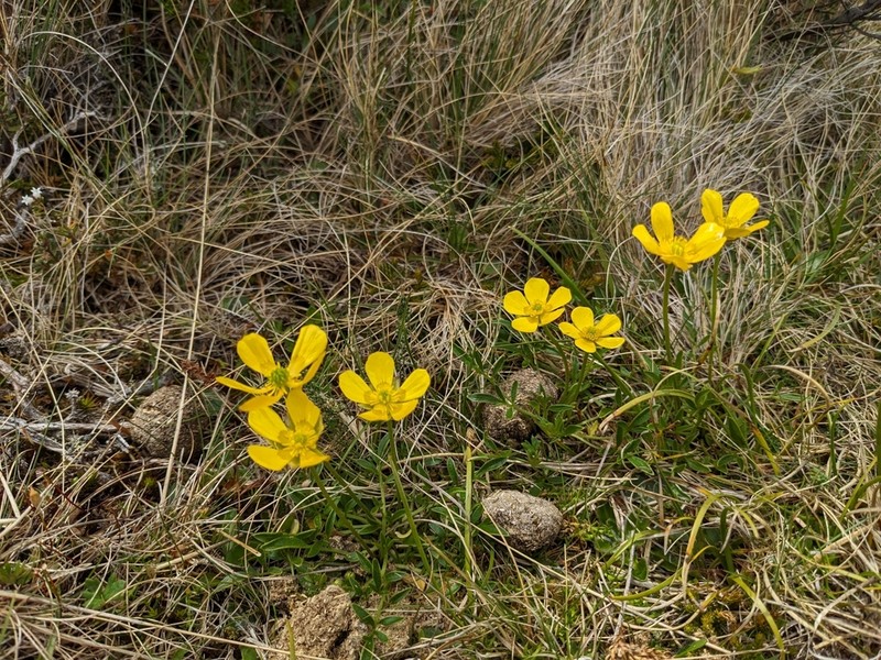 Ranunculus pascuinus photo 6