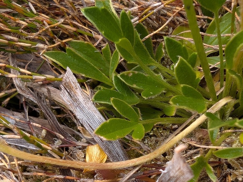 Ranunculus pascuinus photo 7