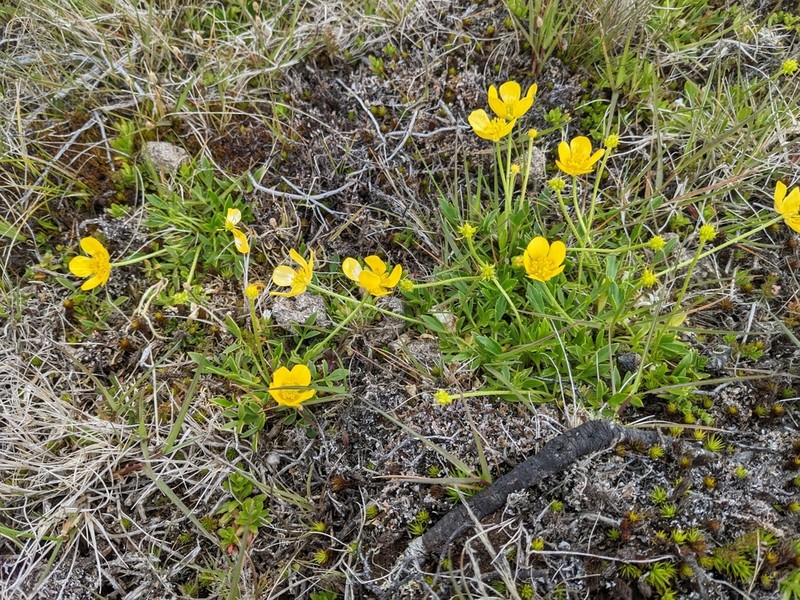 Ranunculus pascuinus photo 8