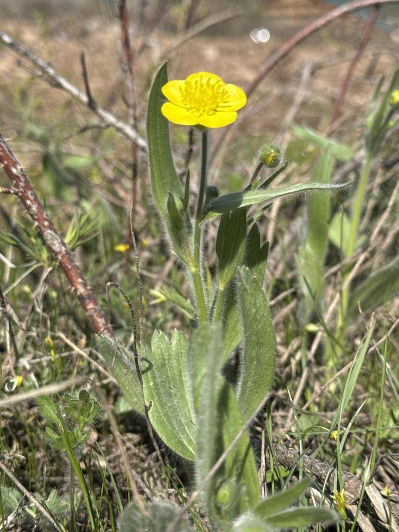 Ranunculus paucidentatus