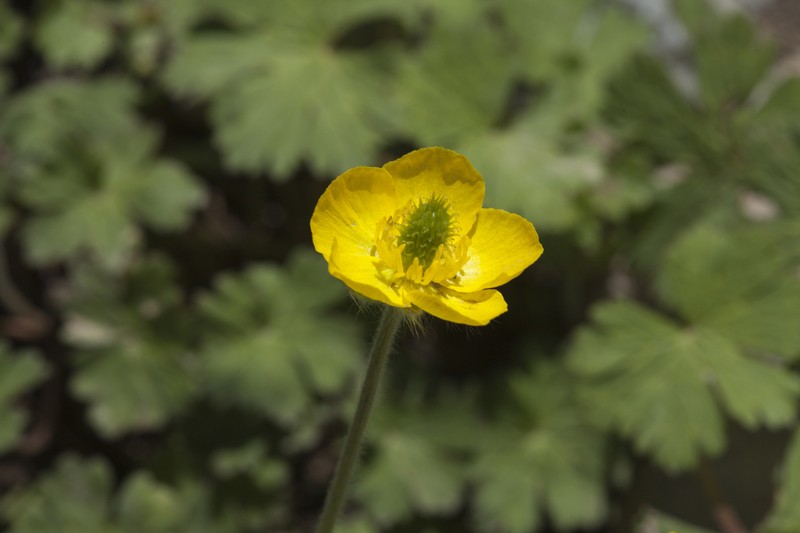Ranunculus paucidentatus photo 2