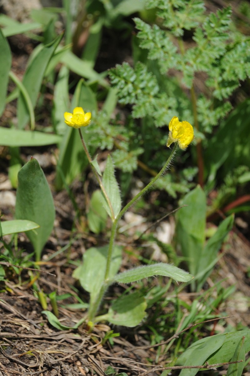 Ranunculus paucidentatus photo 3