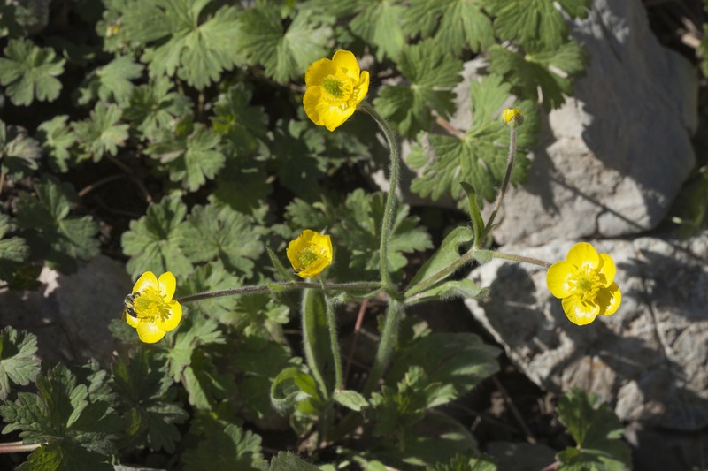 Ranunculus paucidentatus photo 4