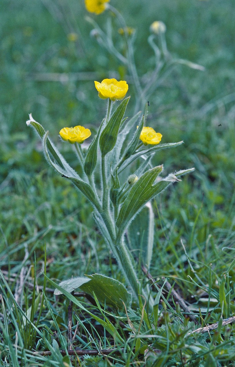 Ranunculus paucidentatus photo 5