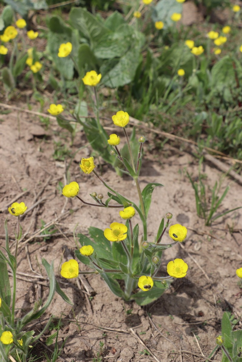 Ranunculus paucidentatus photo 6