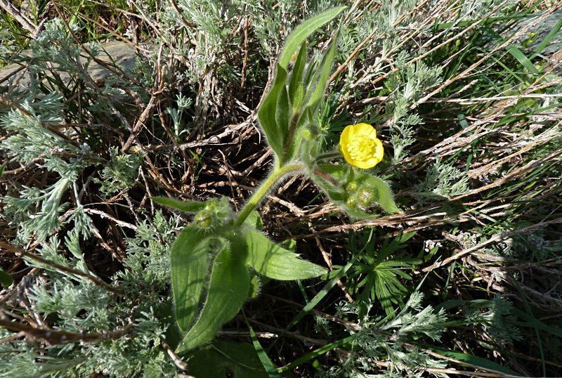 Ranunculus paucidentatus photo 7
