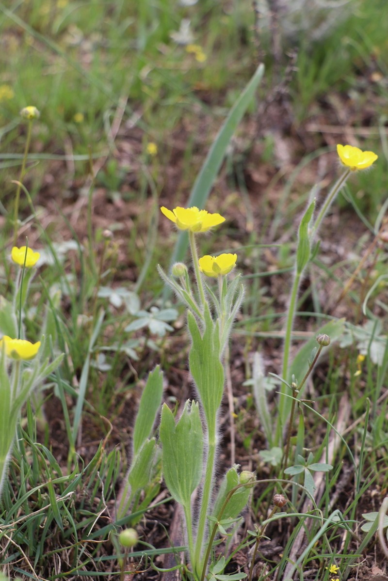 Ranunculus paucidentatus photo 8