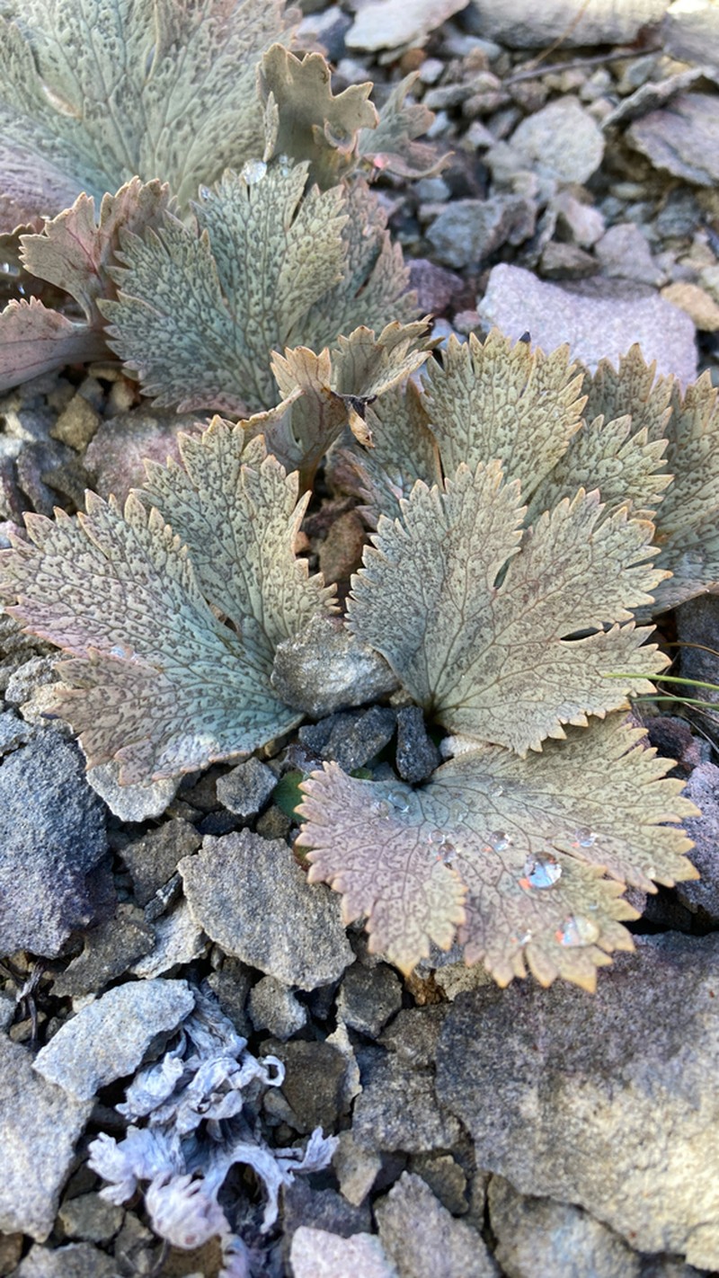 Ranunculus paucifolius photo 3