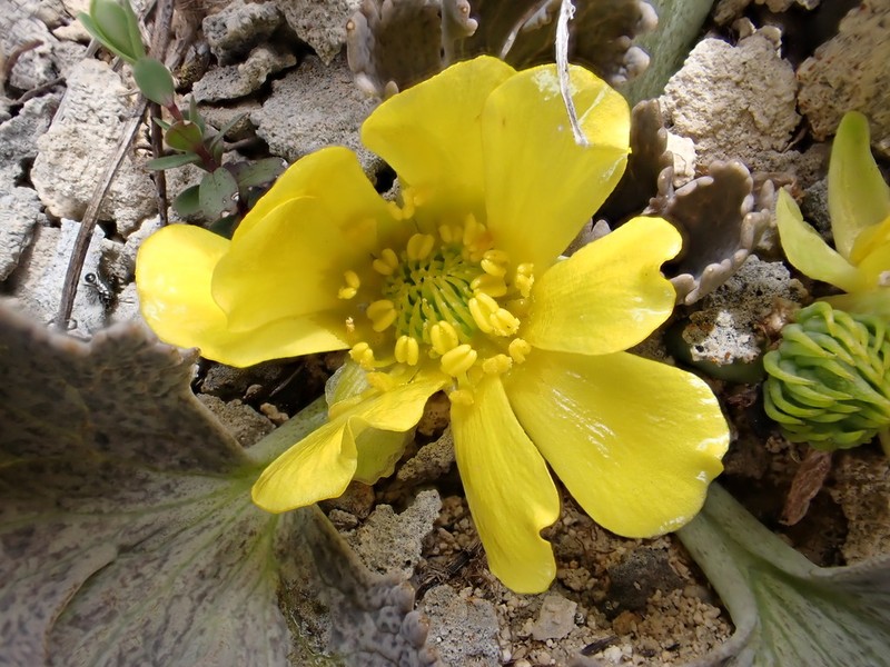Ranunculus paucifolius photo 4
