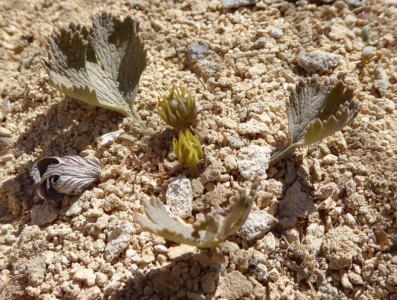 Ranunculus paucifolius photo 6