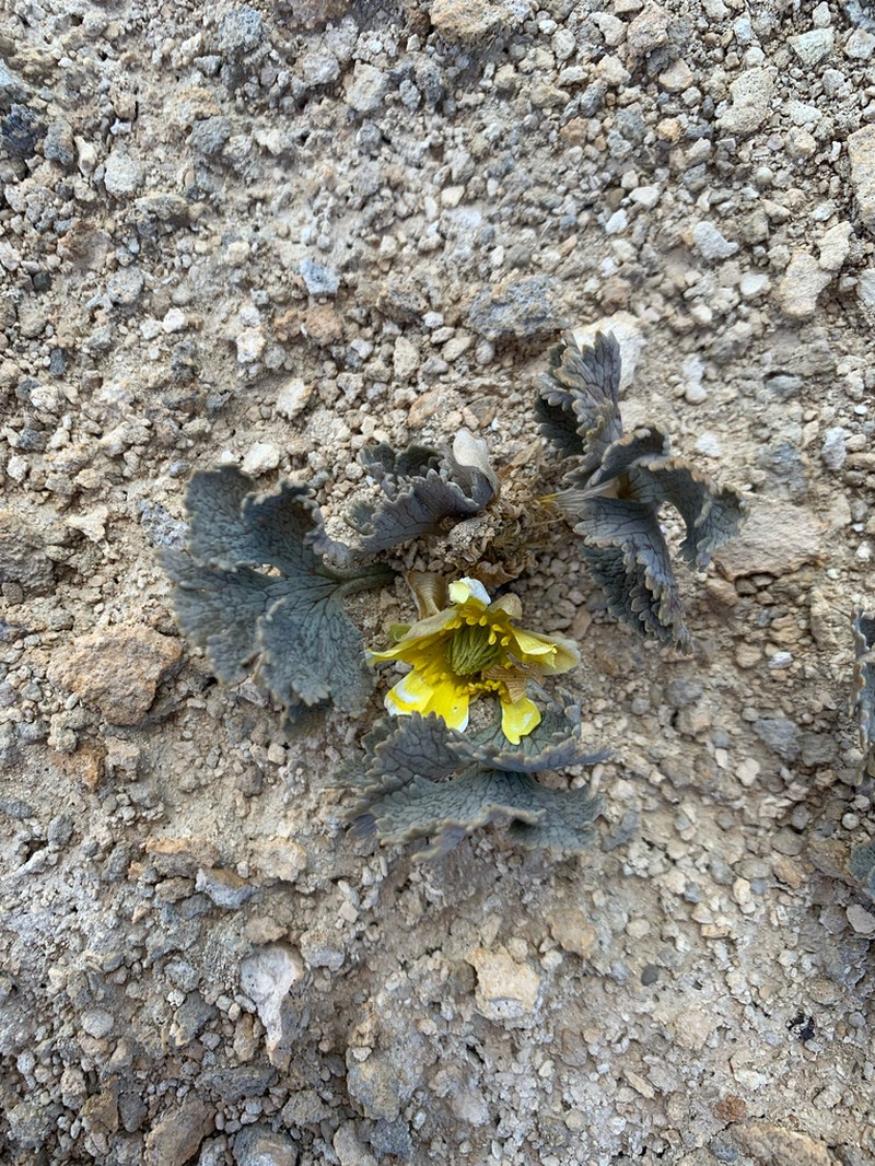 Ranunculus paucifolius photo 8