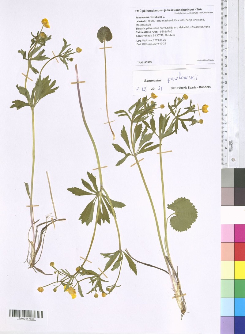 Ranunculus pawlowskii