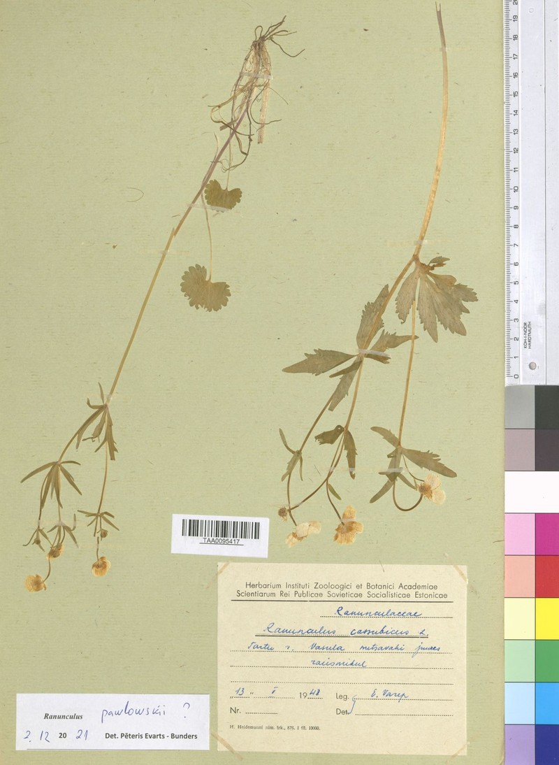Ranunculus pawlowskii photo 2