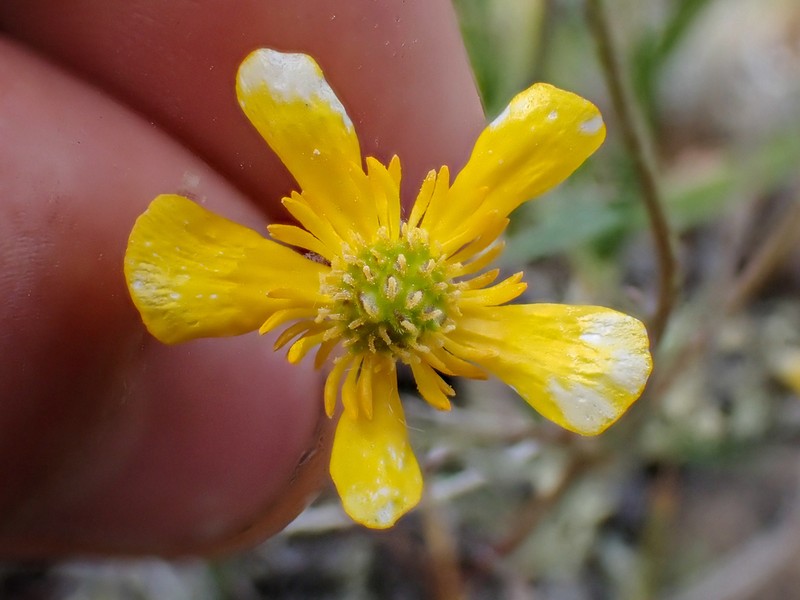 Surefoot Buttercup photo 2