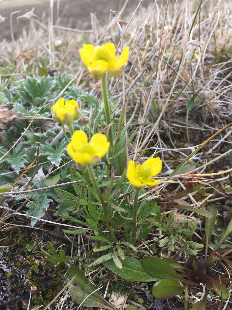 Surefoot Buttercup photo 3