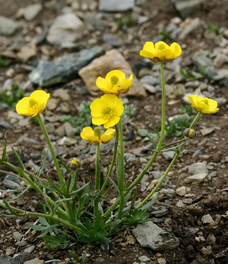 Surefoot Buttercup photo 4