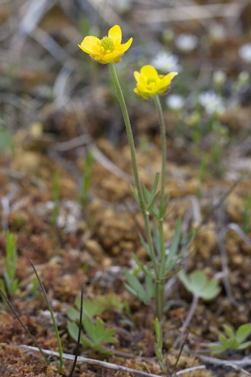 Surefoot Buttercup photo 5