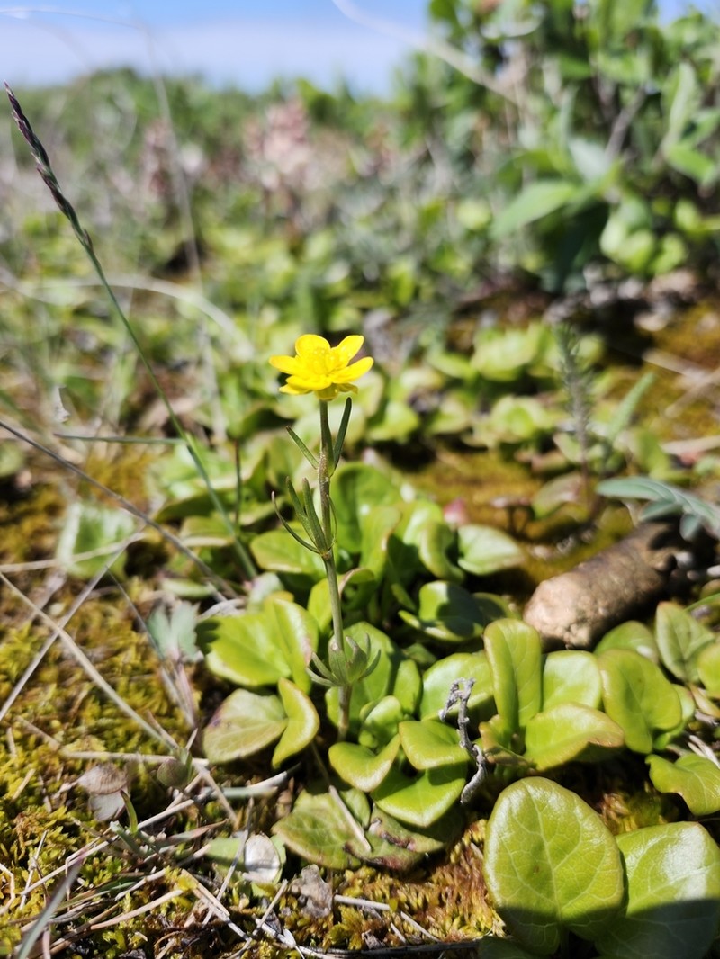 Surefoot Buttercup photo 6