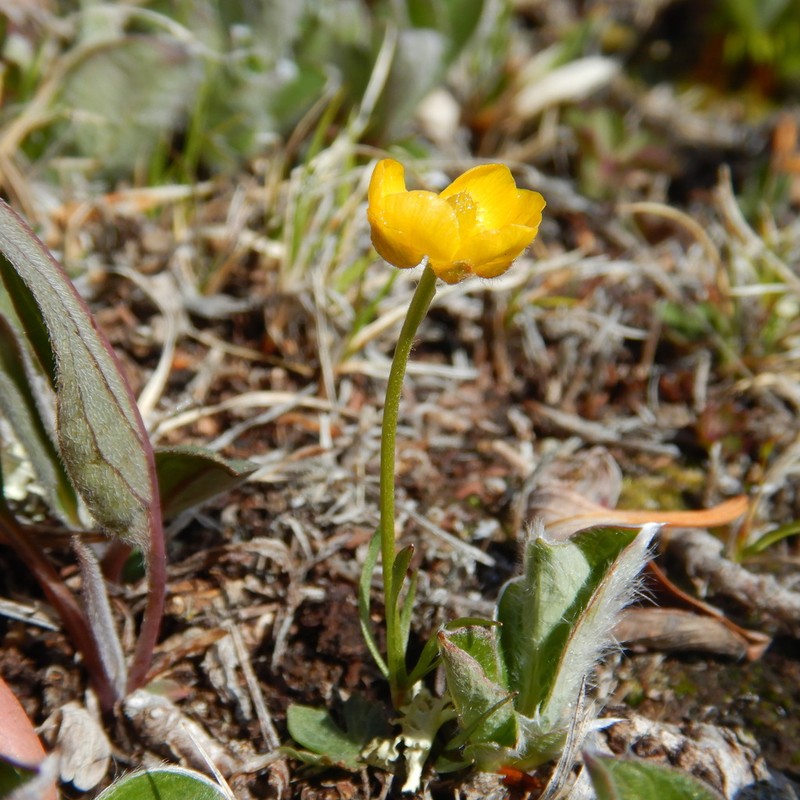 Surefoot Buttercup photo 7