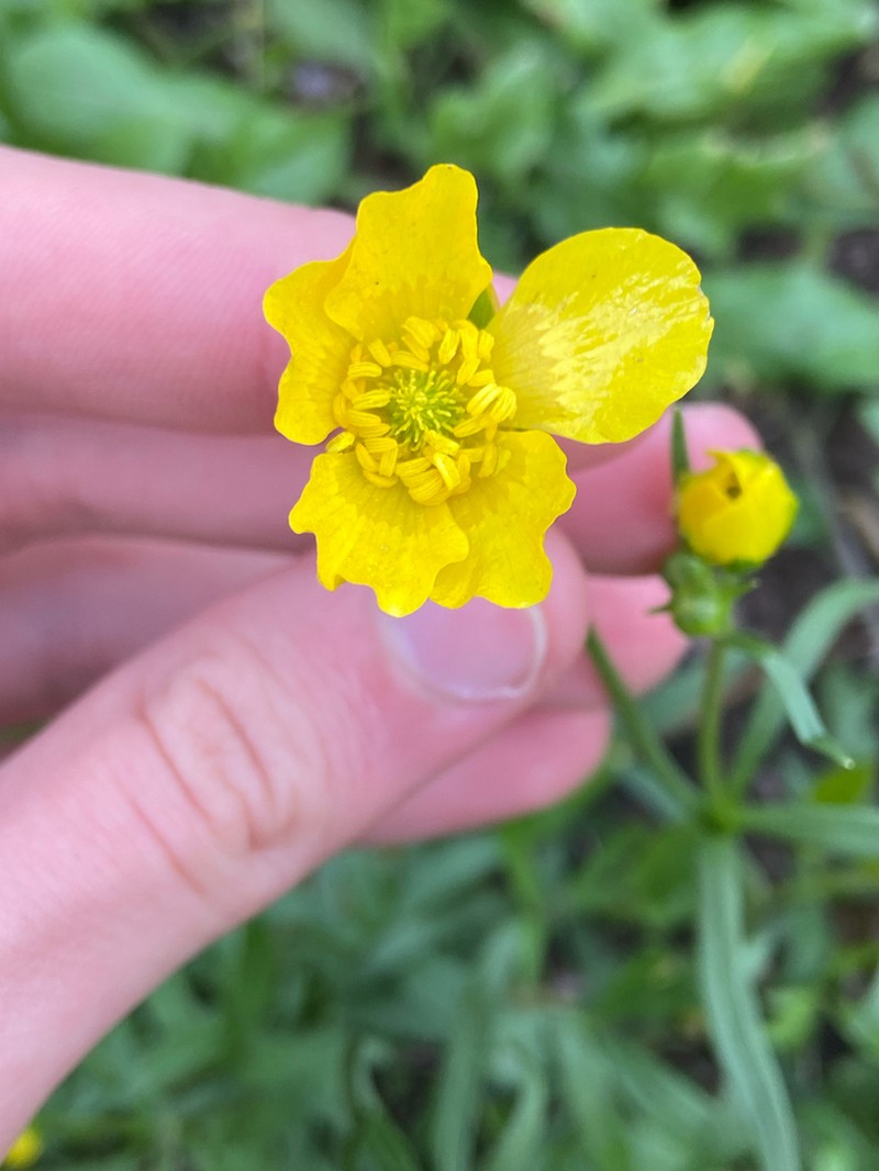 Ranunculus pedatus