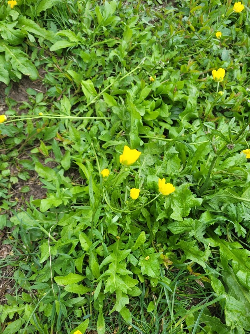 Ranunculus pedatus photo 2