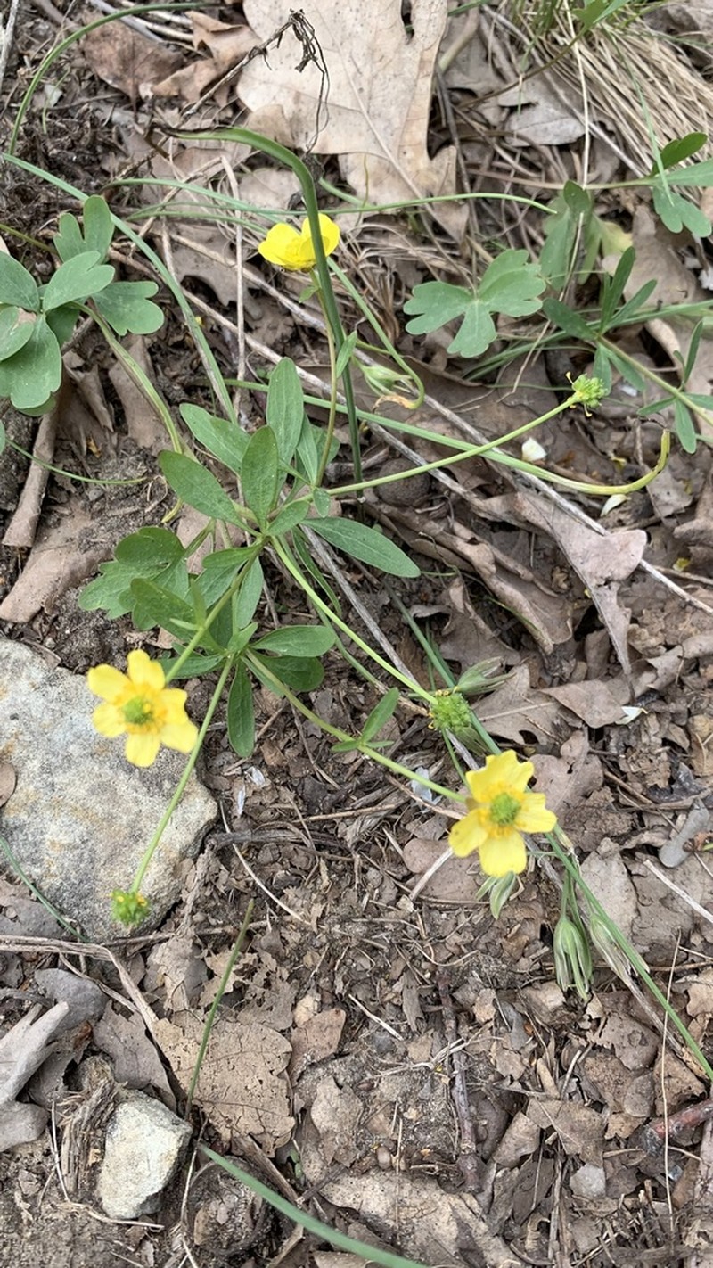 Ranunculus pedatus photo 3