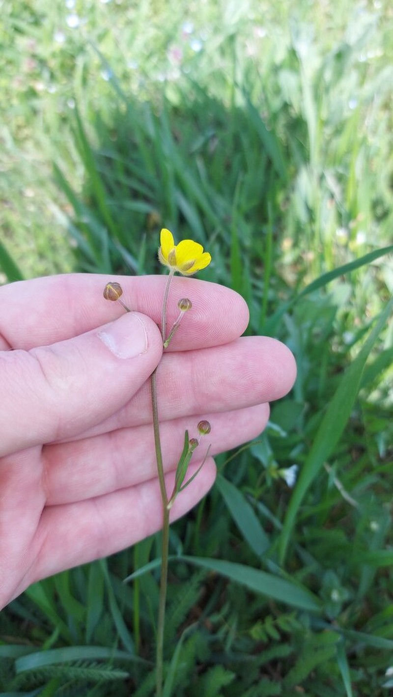 Ranunculus pedatus photo 4