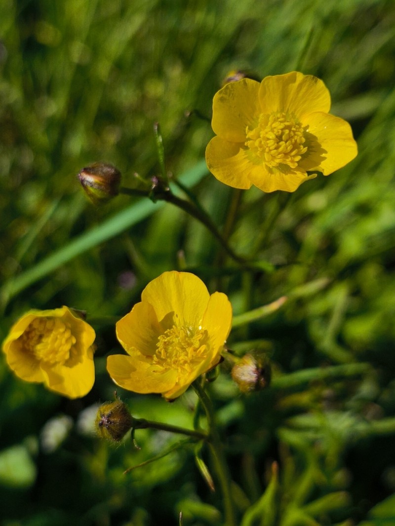 Ranunculus pedatus photo 5