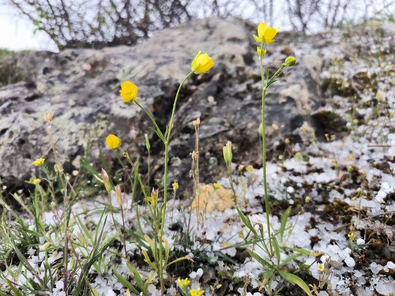 Ranunculus pedatus photo 6