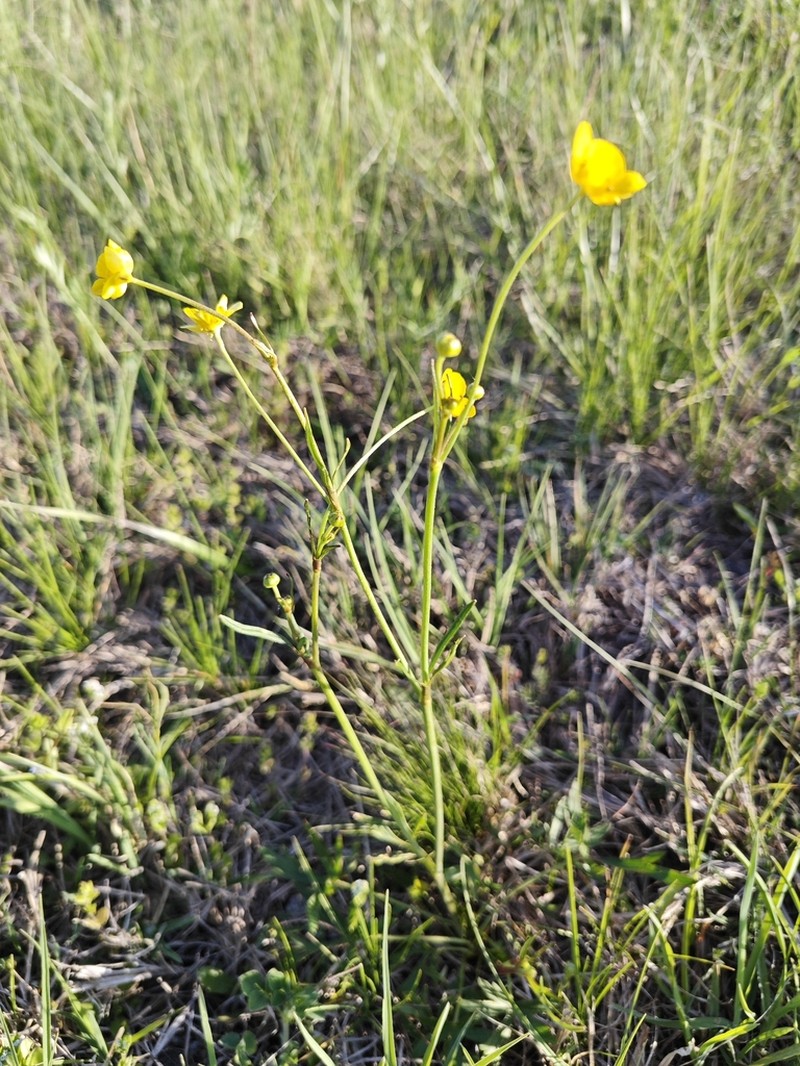 Ranunculus pedatus photo 7