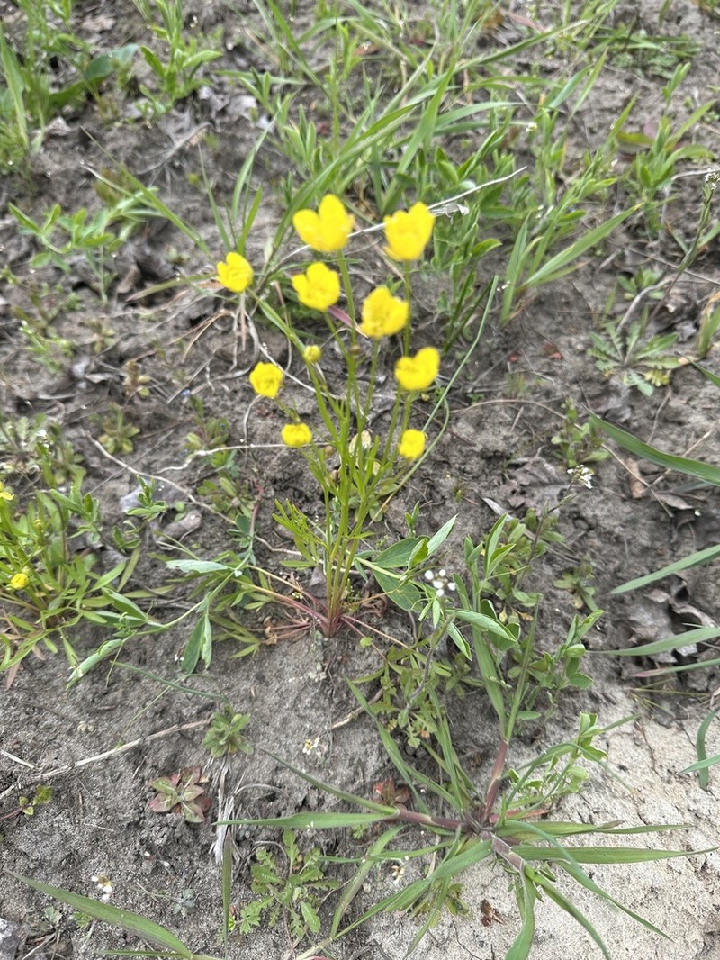 Ranunculus pedatus photo 8