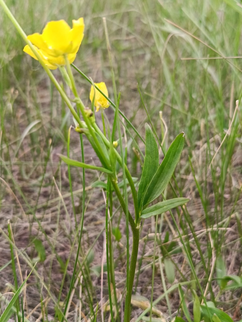 Ranunculus pedatus subsp. silvisteppaceus